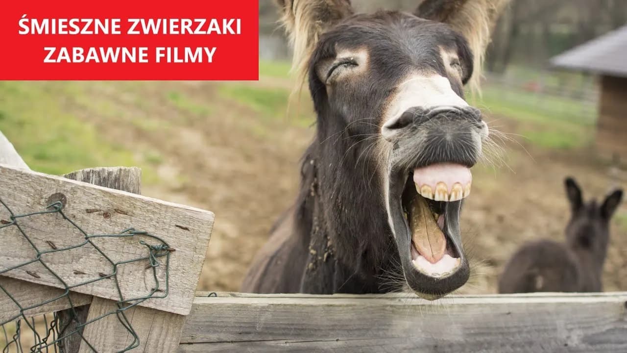 Najlepsze bardzo śmieszne filmy o zwierzętach, które musisz zobaczyć